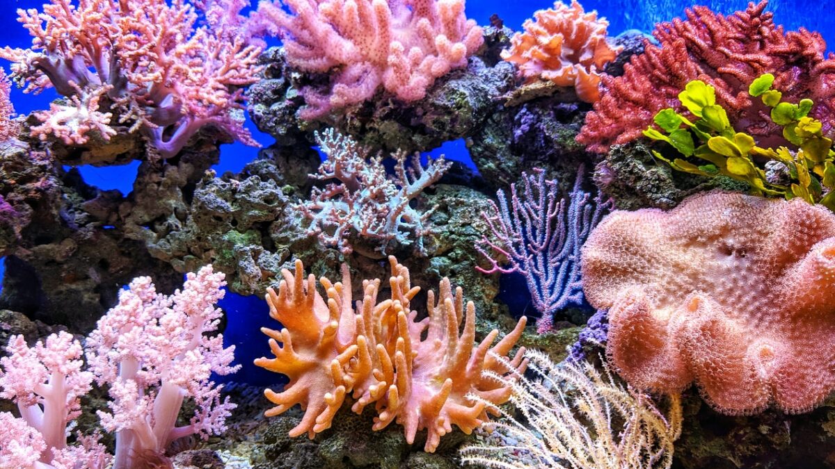 Vesmírne satelity zachraňujú koralové útesy
